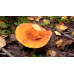 Мицелий Млечника неедкого / Млечник оранжевый (Lactarius mitissimus)